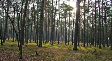 Киевсовет разрешил застроить Беличанский лес.