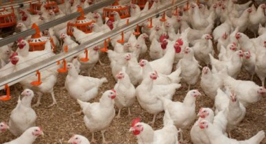 Производство мяса птицы в Украине выросло на 5,3%.