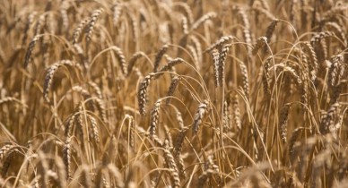Государственная зерновая корпорация закупила по споту 1,7 млн тонн зерна.