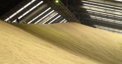 Цены на зерно в России могут возрасти на 5-8%.
