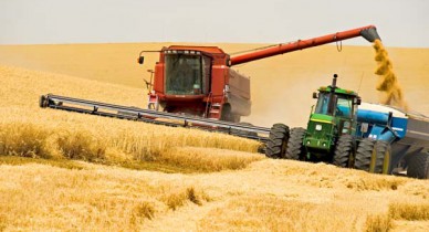 Украина собрала урожай с 97% площадей.