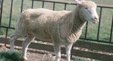 Кабмин предлагает снизить экспортные пошлины на КРС и овец до 5%.