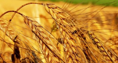 США может завершить сертификацию украинской пшеницы в 2014 году.