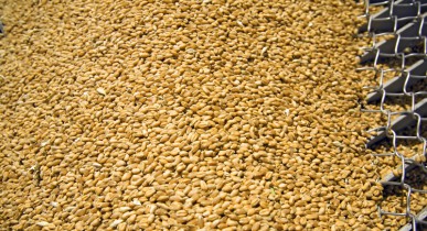 Госпредпринимательства инициирует отмену двойной сертификации зерна.
