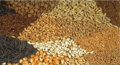 HarvEast в 2013г собрал 307,4 тыс. тонн зерновых и масличных культур.