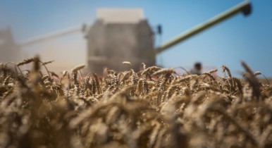Минсельхоз США вновь повысило прогноз урожая зерна в Украине.