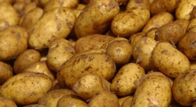 Европейский трибунал запретил продажу ГМО картофеля в странах ЕС.