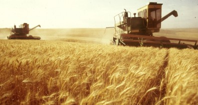 Цена на пшеницу упала до рекордного уровня с июня 2012 года.