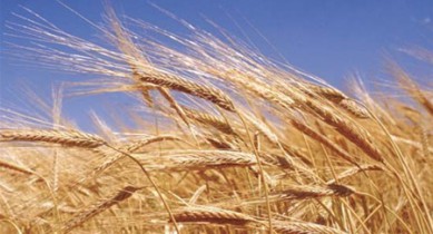 Кабмин предлагает продлить действие нулевого НДС при операциях с зерном на 2014 год.