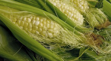 Китай отказался от 545 тысяч тонн импортированной из США кукурузы.