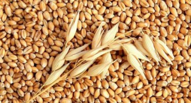 Государственная зерновая корпорация привлечет 900 млн грн для закупки зерна.