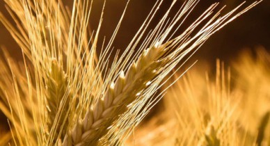 Эксперты положительно оценивают возвращение НДС при экспорте зерна.