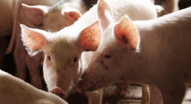 Россия отменила запрет на ввоз белорусской свинины для крупнейших поставщиков.