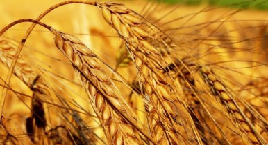 Средние цены продажи агропродукции в Украине в январе снизились почти на 10%.