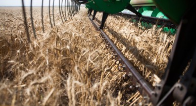Кабмин подтвердил претензии Китая к контракту по поставке зерна.