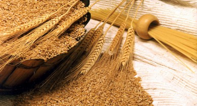 Урожай зерна в этом году может составить 48-50 млн тонн.