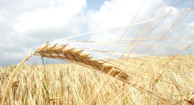 За два месяца Украина экспортировала почти 6 млн тонн зерна