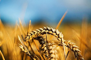 Сельхозпроизводство в Украине за первые 9 месяцев выросло на 16%