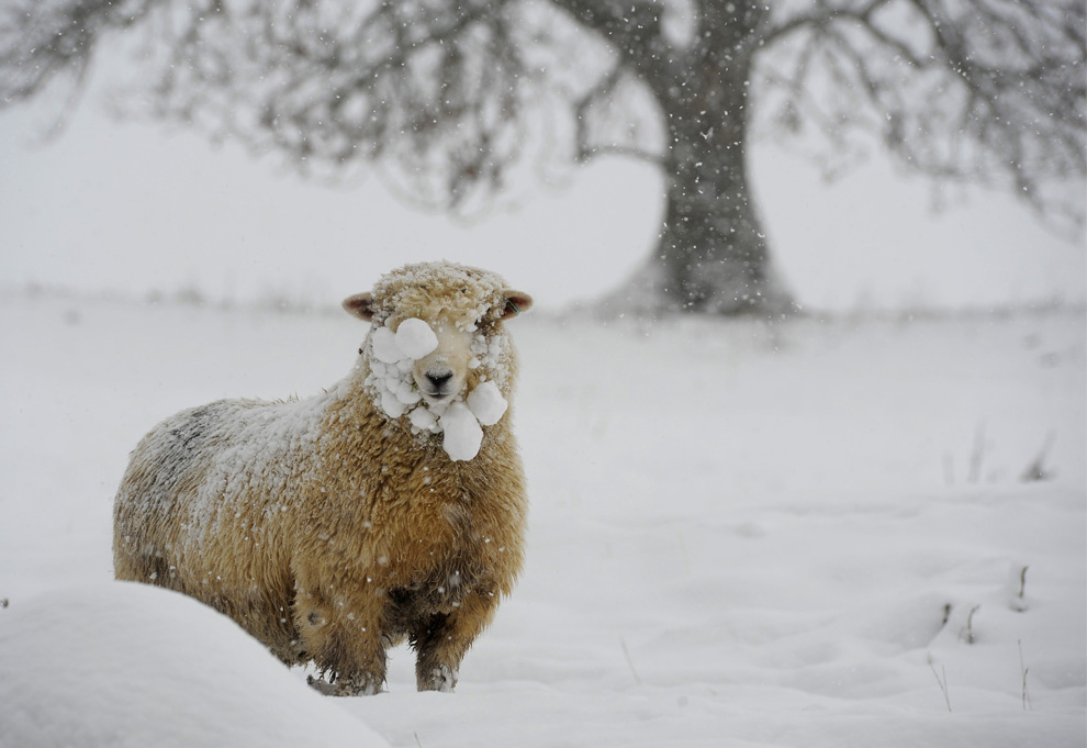 Британские овцы помогут распространять интернет по селам