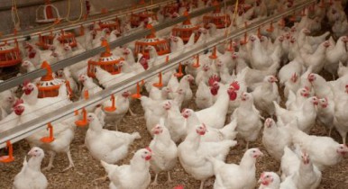 Производство мяса птицы в Украине в 2013 году выросло на 6,8%.