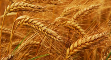Зерновой пул сможет контролировать до 30% мирового рынка.