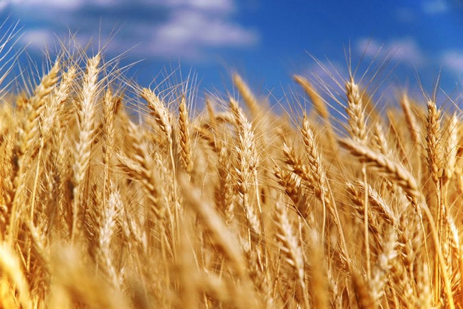 В 2015 году Украина не смогла похвастаться рекордным урожаем зерновых.