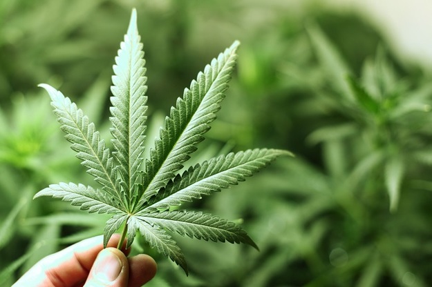 Корпорация IBM предлагает внедрить блокчейн в процесс легального распространения марихуаны в канадской провинции Британская Колумбия.