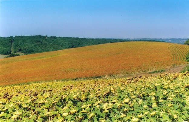 Ціна одного гектара землі сільськогосподарського призначення в Україні в разі скасування мораторію на її продаж може становити 50-60 тисяч гривень.
