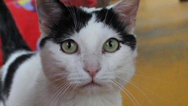 В Италии женщина завещала для своего кота «Пилу» наследство в сумме 1,5 млн евро.