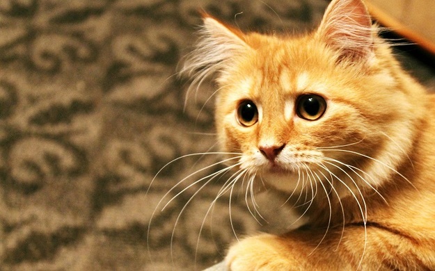 Сегодня Укрпочта и Ощадбанк устроили в Facebook перепалку из-за рыжего кота, который участвовал в рекламной кампании финучреждения.