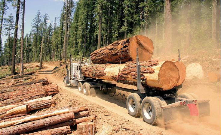 Из Украины в страны ЕС импортируется больше незаконной древесины, чем с любой другой страны мира и более, чем из стран Латинской Америки, Африки и Юго-Восточной Азии, вместе взятых.