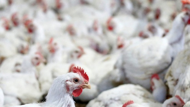 За 5 месяцев 2018 года Украина экспортировала 50,1 тыс. тонн мяса птицы в страны Евросоюза.