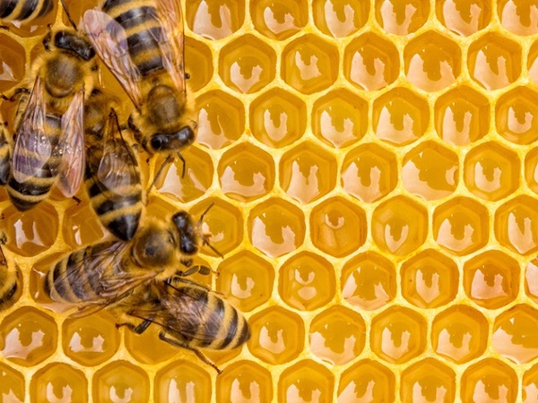 Україна посідає п'яте місце в світі за обсягом виробництва меду і перше з його виробництва в Європі.