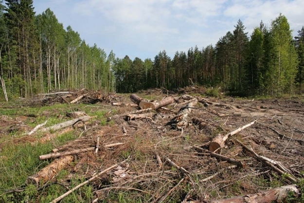 Президент Петр Порошенко подписал закон «О внесении изменений в отдельные законодательные акты Украины относительно сохранения украинских лесов и предотвращения незаконного вывоза необработанных лесоматериалов».