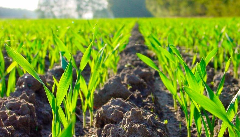 7 февраля в Украине вступил в силу закон о продлении на год — до 1 января 2020 года — моратория на продажу земель сельскохозяйственного назначения.