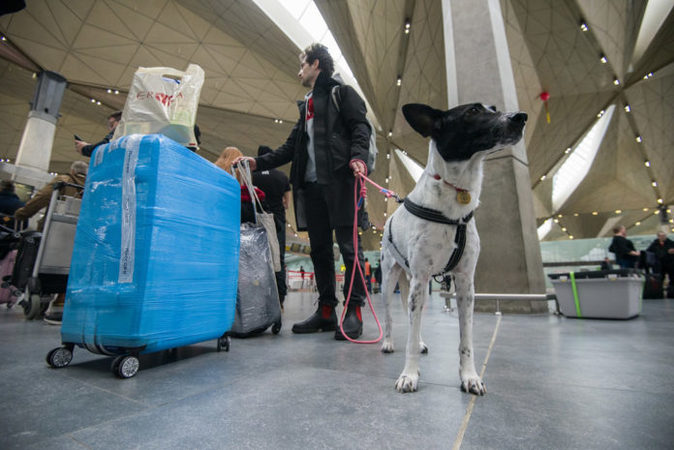 Авіакомпанія SkyUp оприлюднила правила перевезення тварин на своїх рейсах.