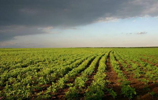 Из-за моратория на куплю-продажу земель сельскохозяйственного назначения в 2018 году Украина потеряла 22,5 миллиардов долларов ВВП — это на 17% больше от его фактического уровня.