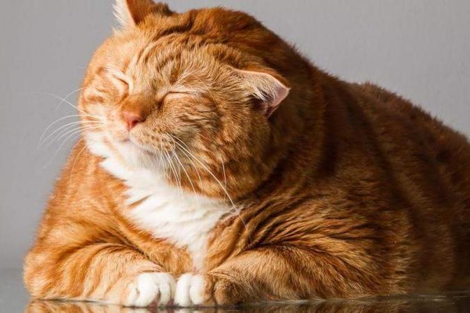 МАУ заявила об увеличении максимального веса котов и собак до 10 кг, которых можно брать в салон самолета.