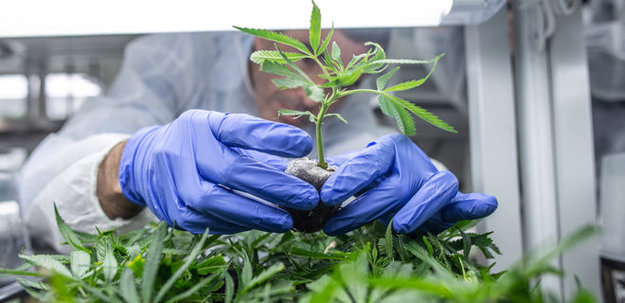 Ціна паперів канадського виробника марихуани Canopy Growth підскочила на 12% 9 лютого після публікації фінансової звітності за квартал.