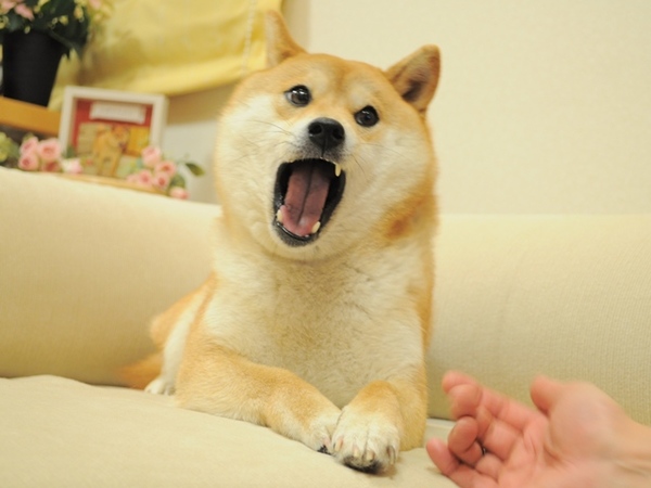 Известный мем с изображением пса сиба-ину был продан в пятницу в виде невзаимозаменяемого токена (NFT).