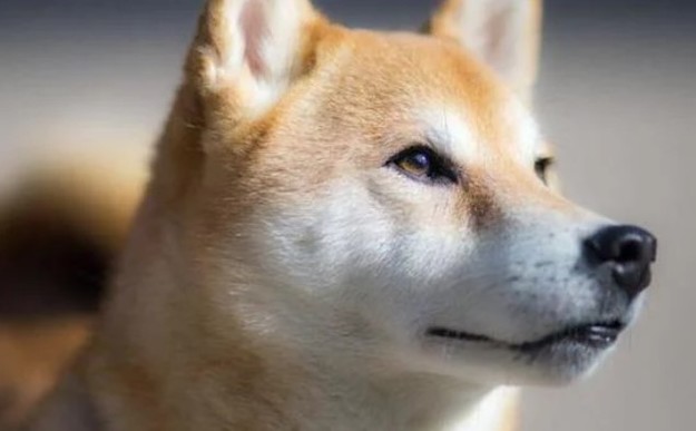 Криптовалюта Shiba Inu, которую запускали как «убийцу Dogecoin», таки достигла успеха.