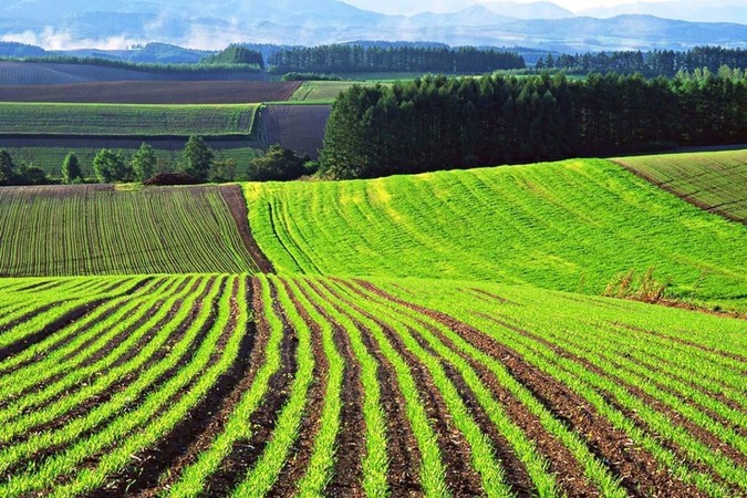 Ринок землі: площа проданої землі перевищила 250 тисяч гектарів