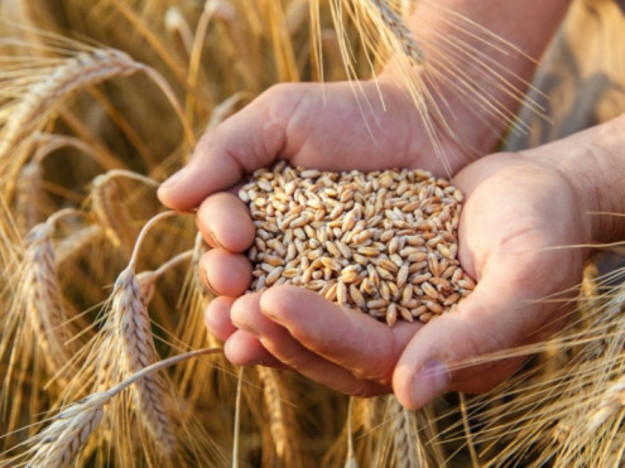 Ціни на пшеницю 24 лютого сягали максимальної позначки більш ніж за 13 років — з червня 2008 року, що може посилити інфляційний тиск у всьому світі.