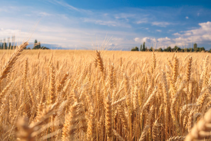 Ціна пшениці виросла до рекордного з 2008 року значення