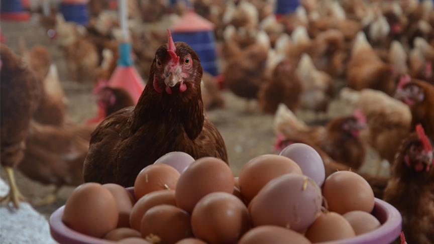 Заступник міністра аграрної політики та продовольства Тарас Висоцький виключає ймовірність дефіциту в Україні курячих яєць, курятини, молока та овочі.