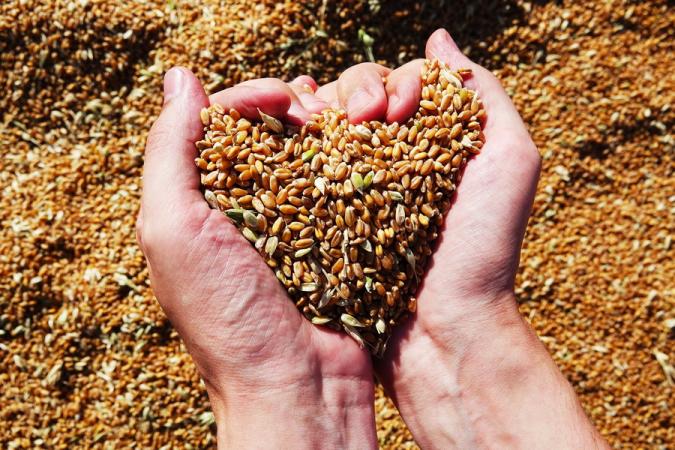 Німецький уряд планує створити грошовий фонд для вивезення зерна з України