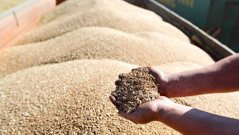 Ежемесячно правительство на 50% увеличивает объем экспорта украинского зерна.