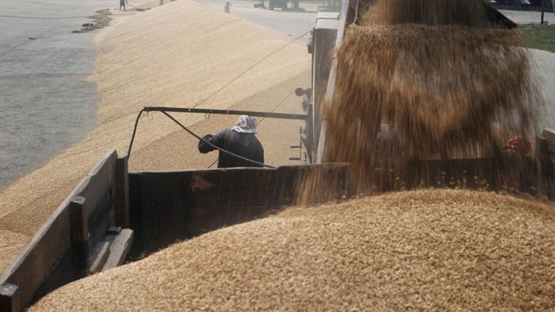 Уряд Грузії заборонив експорт пшениці та ячменю з країни до 1 липня 2023 року.