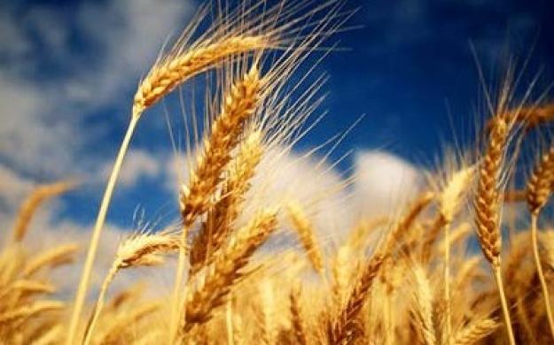 Цены на пшеницу резко выросли из-за ракетного удара российской армии по одесскому порту.