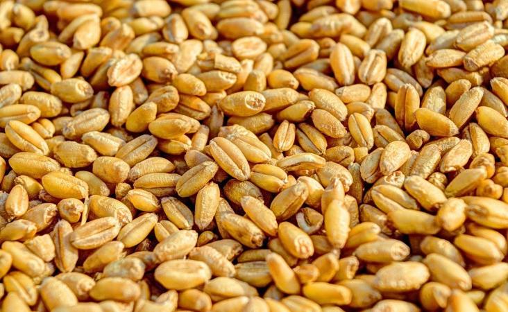 Египет расторг контракты на поставку 240 000 тонн украинской пшеницы, которые были забронированы его государственным покупателем зерна с поставкой в феврале и марте, но так и не были отгружены из-за вторжения России в Украину.